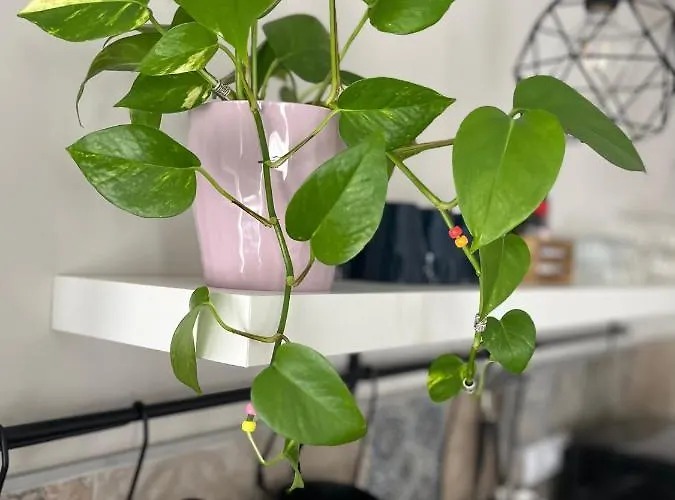 Casa Aguamarina شقة كوراليهو