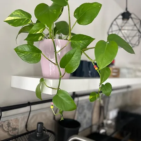 Casa Aguamarina Apartman Corralejo